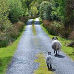 animals-on-the-road