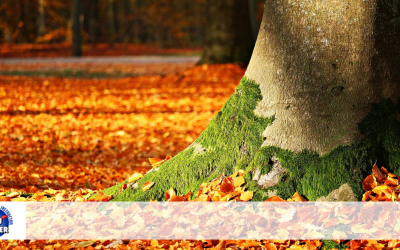 Autumn Road Hazards